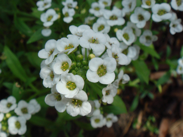 Газонница приморская форма белая - Lobularia maritima f. alba