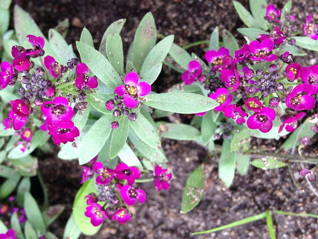 Газонница приморская форма пурпурная - Lobularia maritima f. purpurea