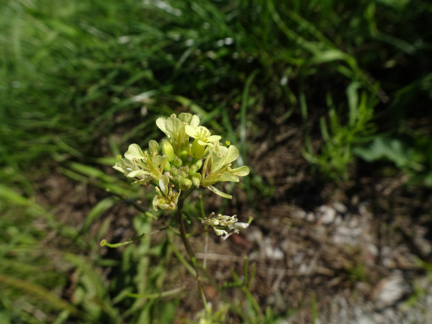 Гулявник Лёзеля - Sisymbrium loeselii