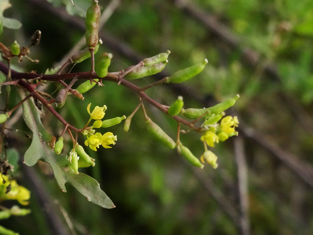 Гулявник лекарственный - Sisymbrium officinale