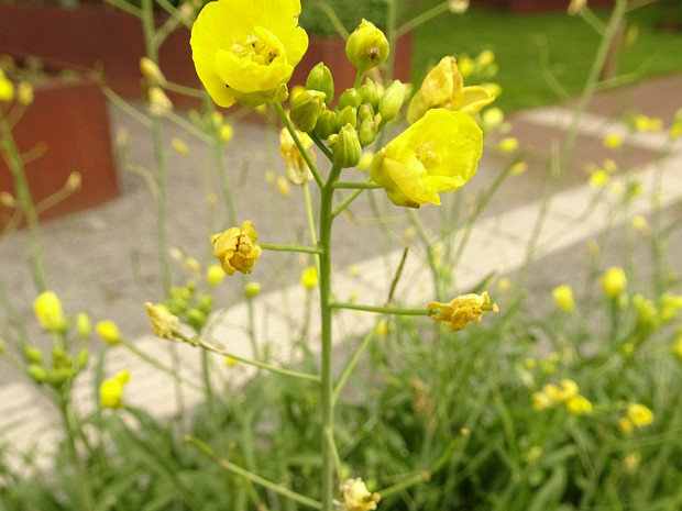 Двурядка тонколистная 'Язык Дракона' - Diplotaxis tenuifolia 'Dragon's Tongue'