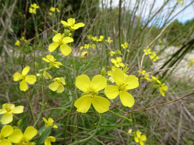 Двурядка тонколистная - Diplotaxis tenuifolia