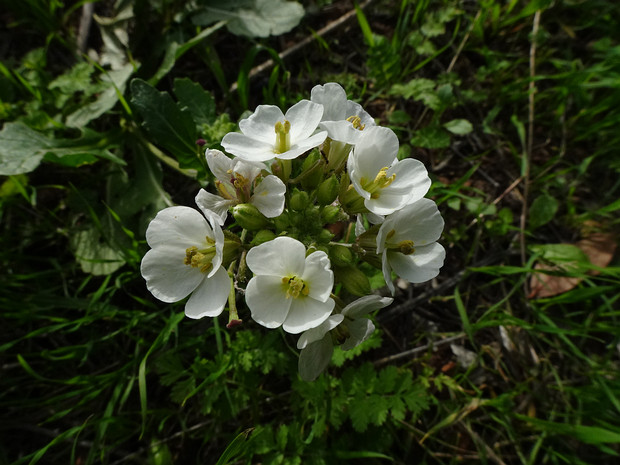 Двурядка эруковидная - Diplotaxis erucoides