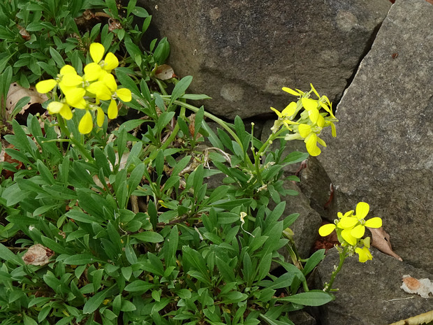 Желтушник лесной - Erysimum sylvestre