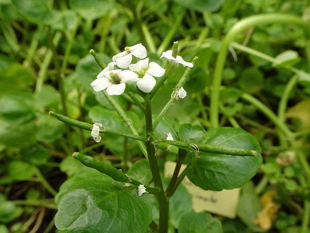 Жеруха обыкновенная - Nasturtium officinale