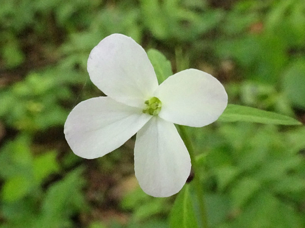 Зубянка клубненосная - Cardamine bulbifera