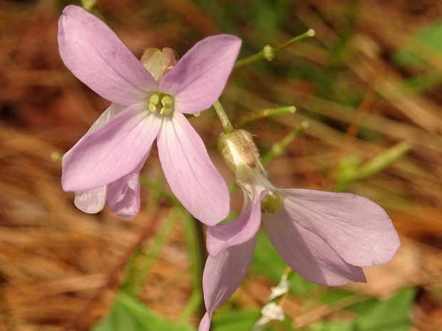 Зубянка пятилистная - Dentaria quinquefolia