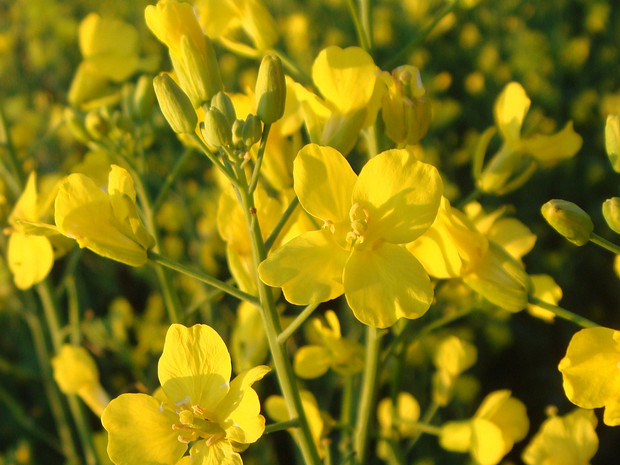 Капуста горчичная, Рапс - Brassica napus