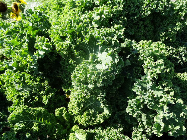 Капуста декоративная 'Карликовая Зелёная Курчавая' - Brassica oleracea var. acephala 'Dwarf Green Curled'