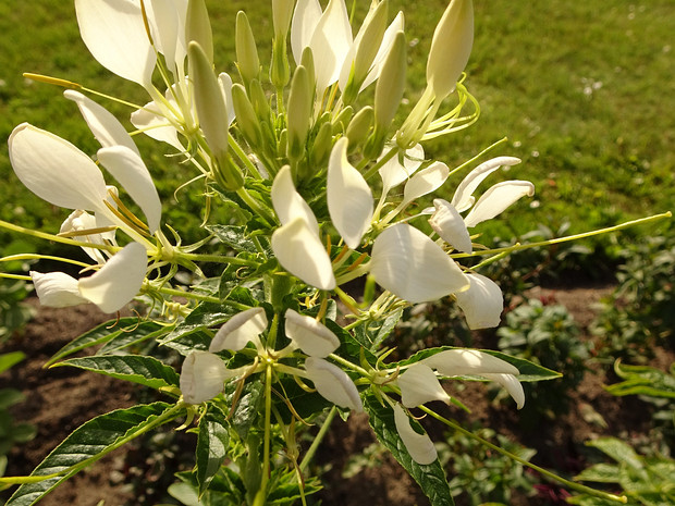 Клеома Хасслера 'Елена Кэмпбелл' - Cleome hassleriana 'Helene Campbell'