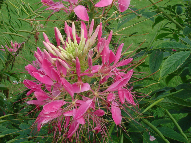 Клеоме Хасслера 'Искристая Роза' - Cleome hassleriana 'Sparkler Rose'