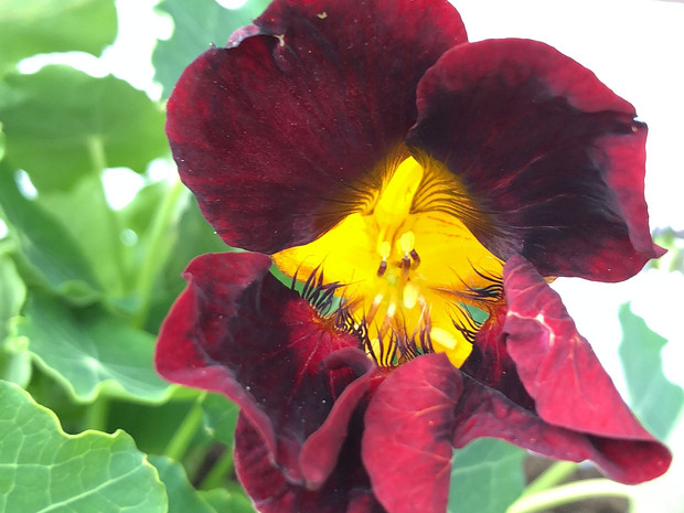 Настурция большая 'Чёрный Бархат' - Tropaeolum majus 'Black Velvet'