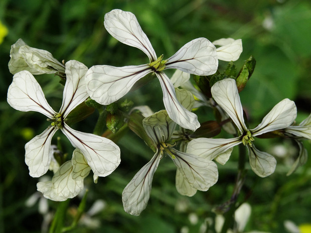 Капустные - Brassicaceae Brassicaceae or Cruciferae is a medium-sized and economically important family of flowering plants commonly known as the...