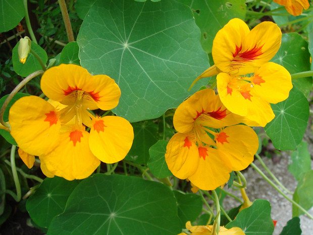 Настурциевые - Tropaeolaceae Tropaeolum , commonly known as nasturtium (literally "nose-twister" or "nose-tweaker"), is a genus of roughly 80 species...