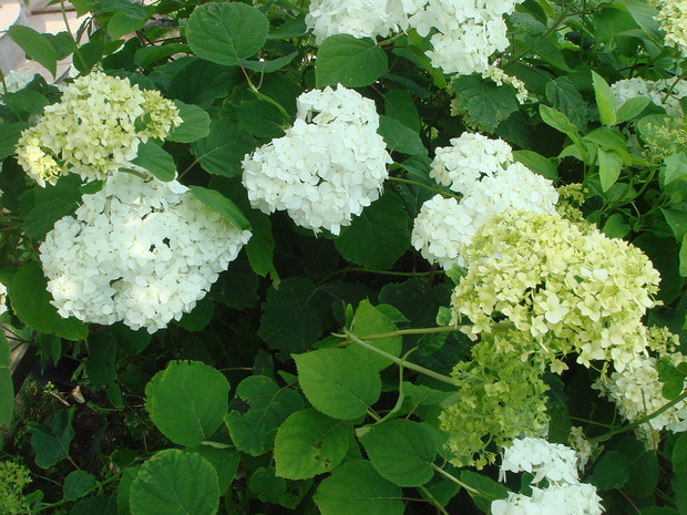 Гортензия древовидная - Hydrangea arborescens