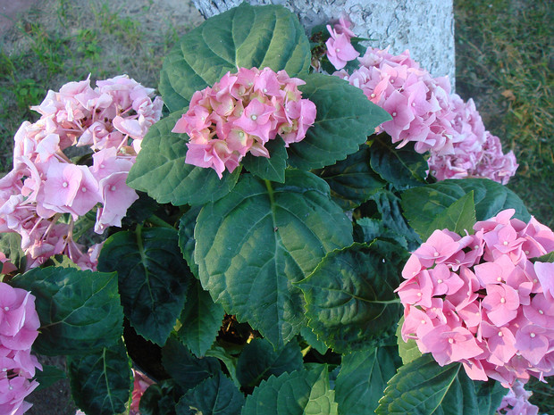 Гортензия крупнолистная 'карликовая' - Hydrangea macrophylla 'nana'