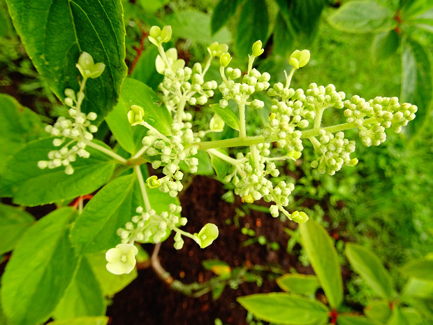 Гортензия метельчатая - Hydrangea paniculata