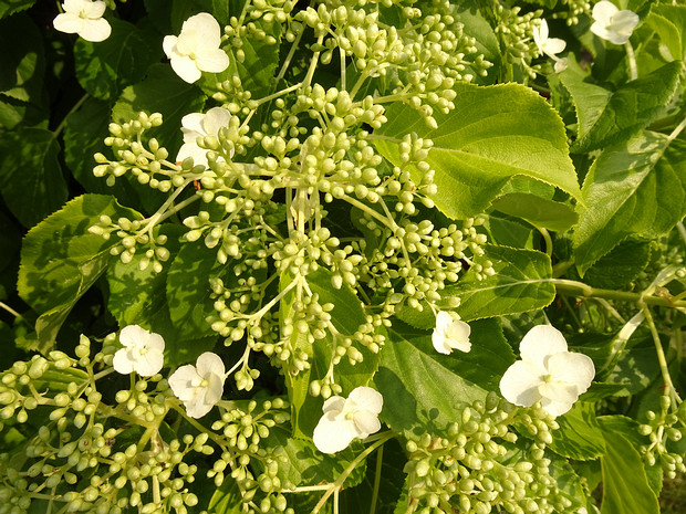 Гортензия черешковая - Hydrangea petiolaris