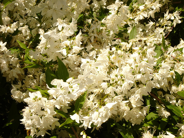 Дейция изящная - Deutzia gracilis