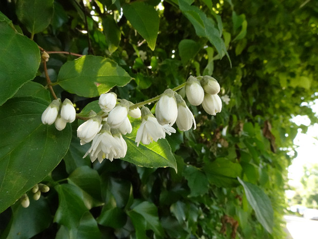 Дейция шершавая - Deutzia scabra