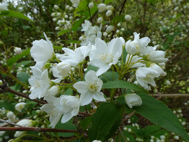 Дейция x розовая - Deutzia x rosea