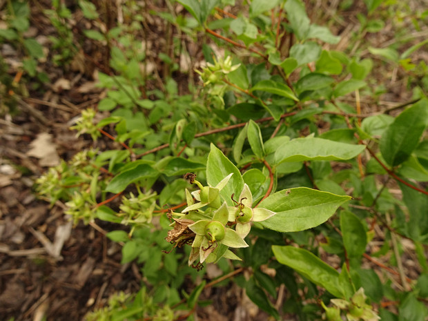 Чубушник Льюиса - Philadelphus lewisii