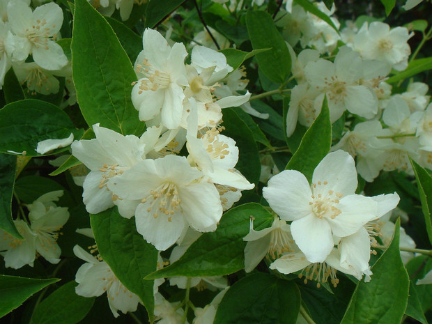 Чубушник венечный - Philadelphus coronarius