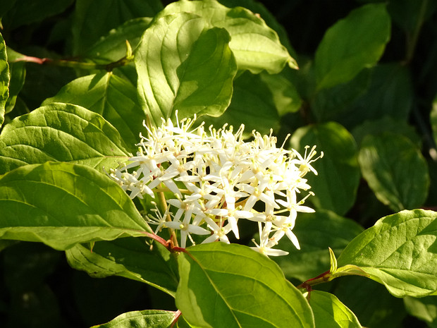 Дёрен кровяно-красный - Cornus sanguinea