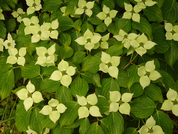 Дёрен японский - Cornus kousa