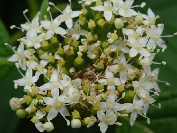 Кизил блестящий - Cornus sericea