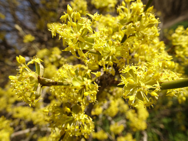 Кизил обыкновенный - Cornus mas