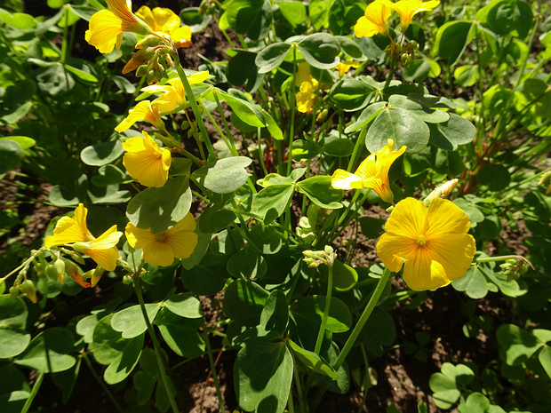 Кислица валдивийская - Oxalis valdiviensis