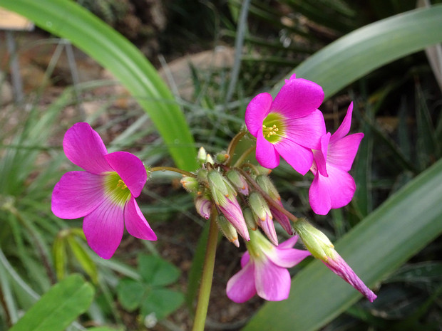 Кислица волосистотычиночная - Oxalis lasiandra