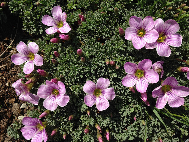 Кислица девятилистная 'Иона Хеккер' - Oxalis enneaphylla 'Ione Hecker'