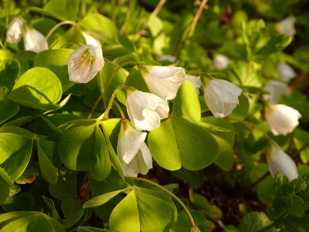 Кислица обыкновенная - Oxalis acetosella