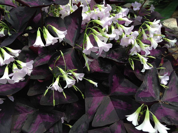 Кислица треугольная - Oxalis triangularis