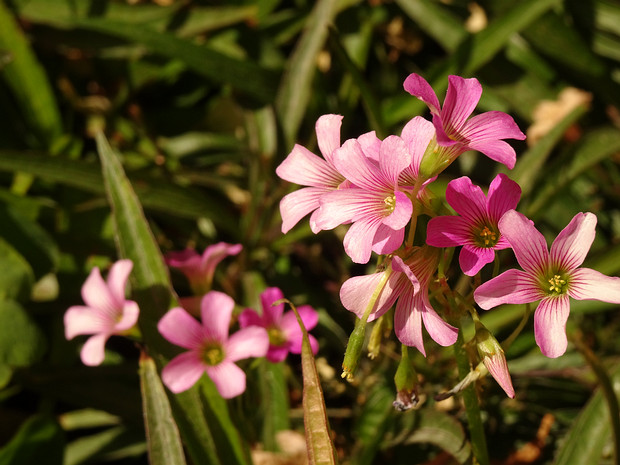 Кислица щитковидная - Oxalis debilis