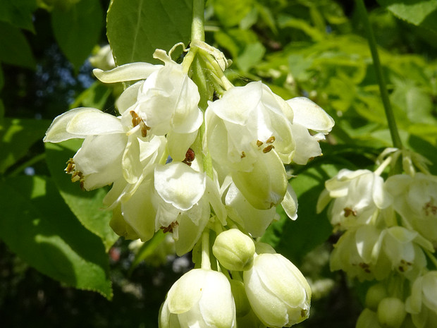 Клекачковые - Staphyleaceae Staphyleaceae is a small family of flowering plants in the order Crossosomatales, native to the Northern Hemisphere and...