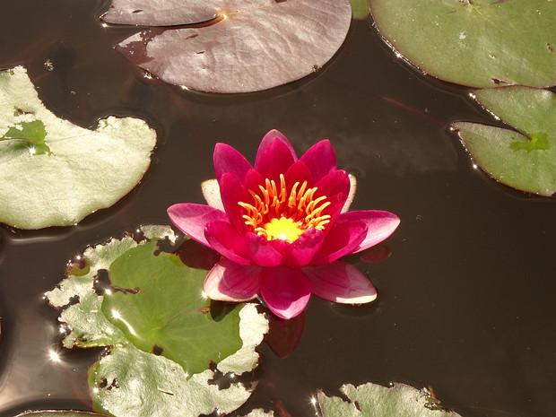 Кувшинка белая разн. красная 'Фробеля' - Nymphaea alba var. rubra 'Froebelii'