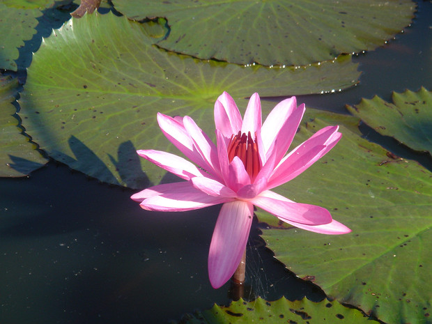 Кувшинка красная - Nymphaea rubra