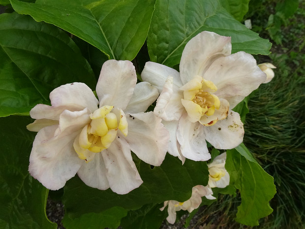 Каликант китайский - Calycanthus chinensis