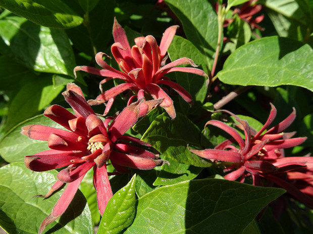 Каликант цветущий - Calycanthus floridus