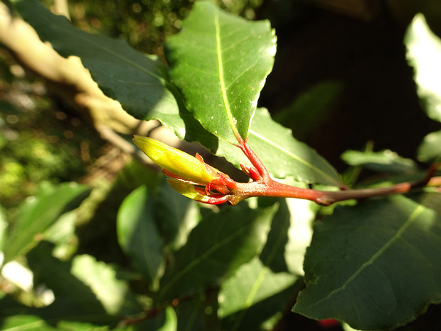 Лавр благородный - Laurus nobilis