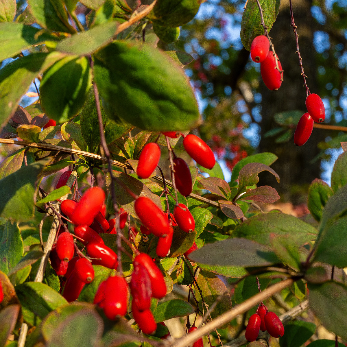 berberis-vulgaris_1-1