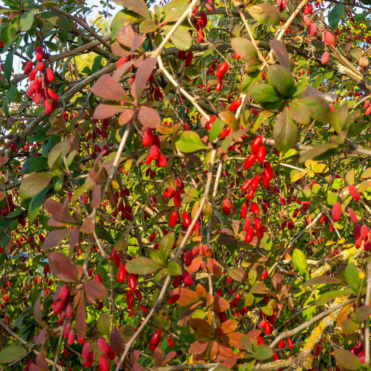 berberis-vulgaris_1-10