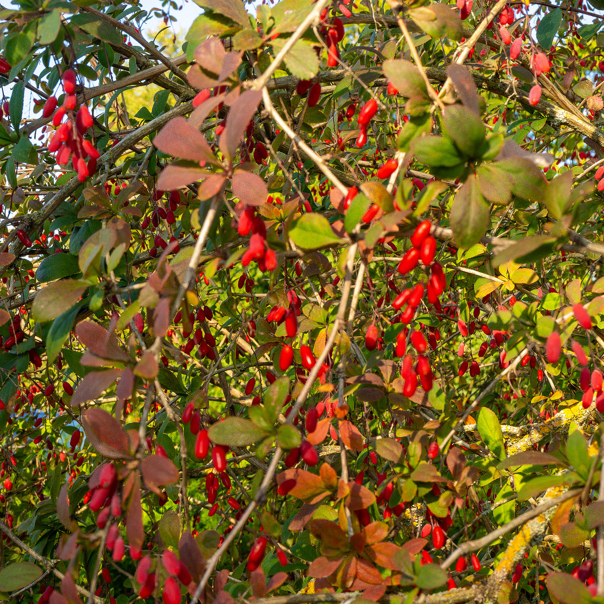 berberis-vulgaris_1-11