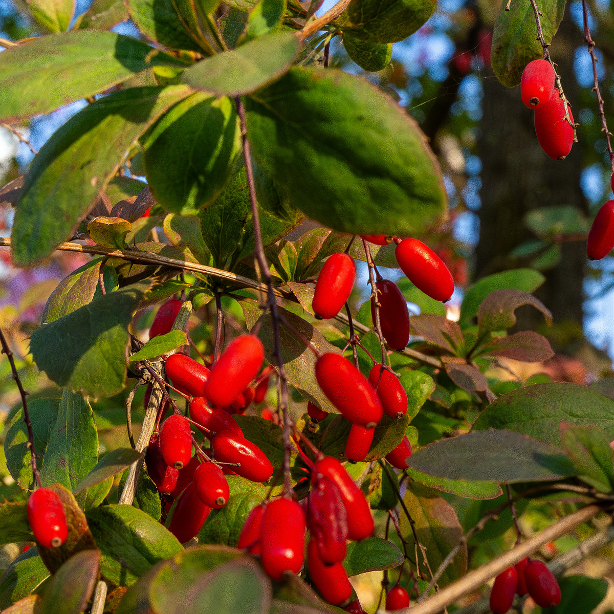 berberis-vulgaris_1-2