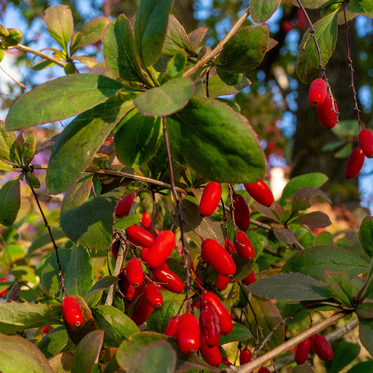 berberis-vulgaris_1-3