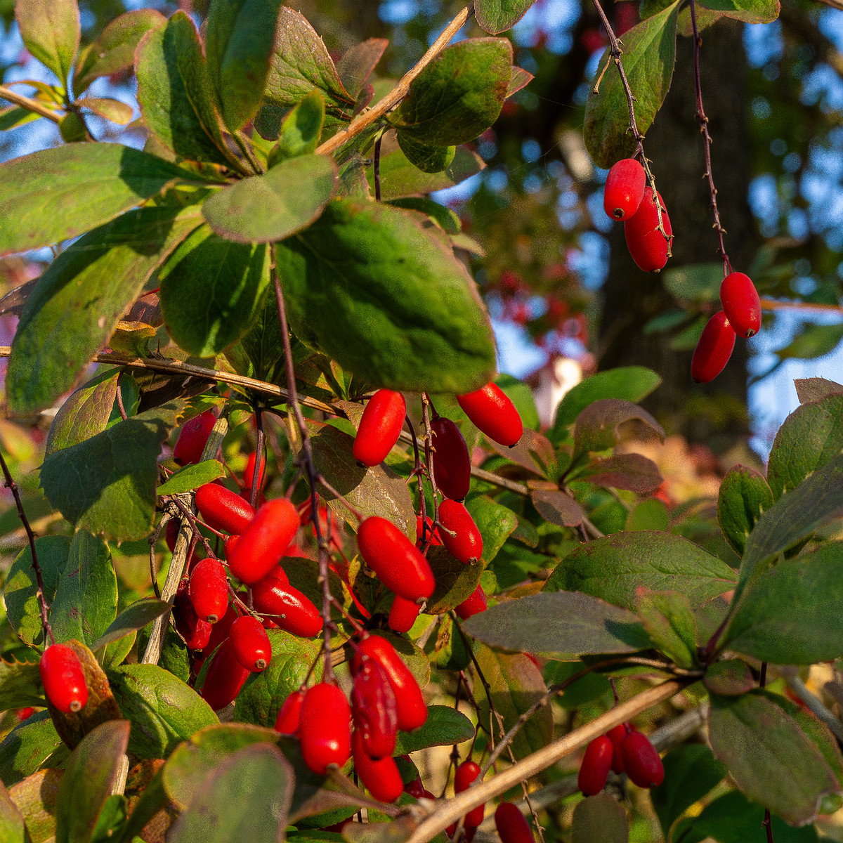 berberis-vulgaris_1-4