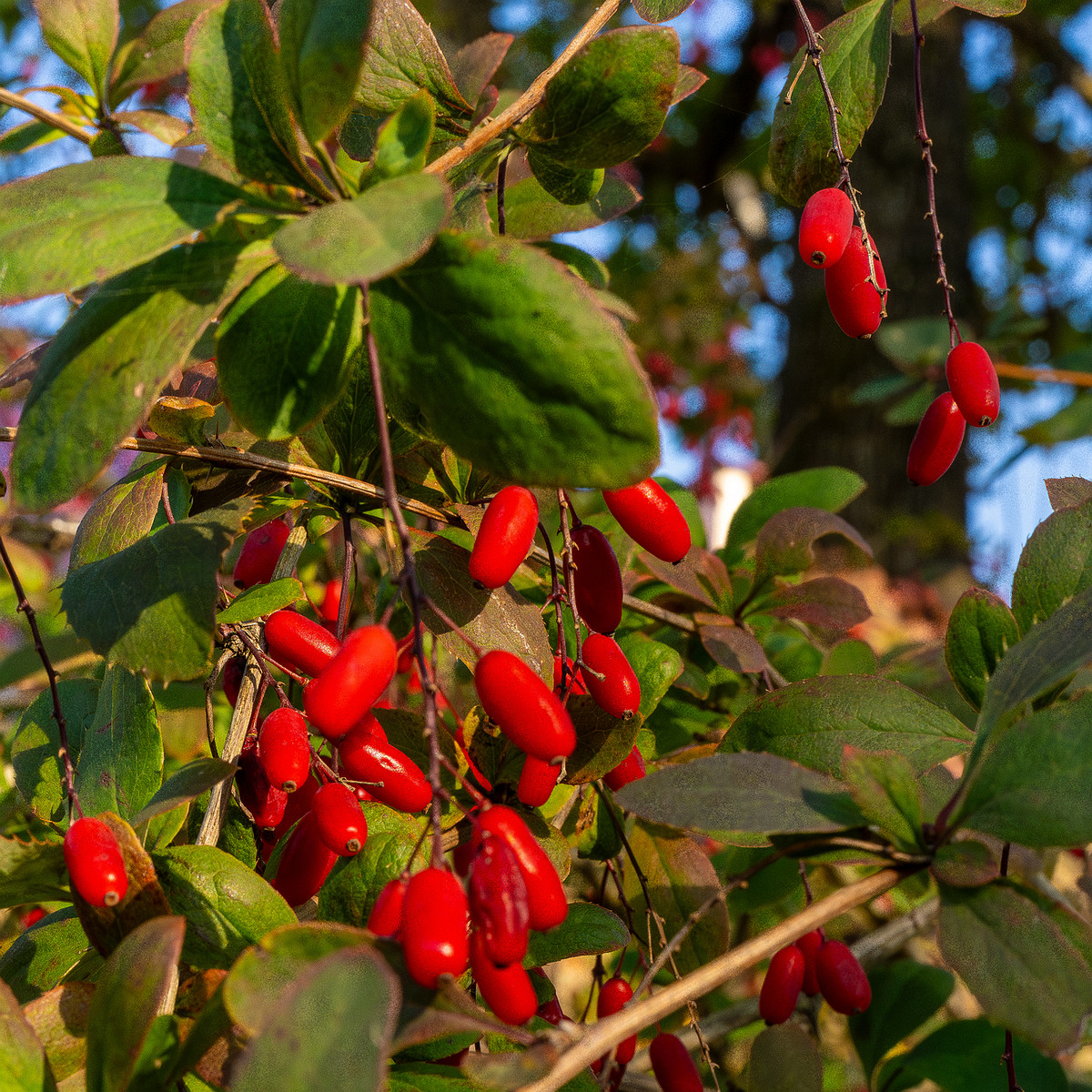 berberis-vulgaris_1-5